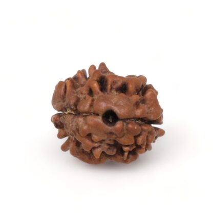 2-Mukhi-Rudraksha-Nepal-12