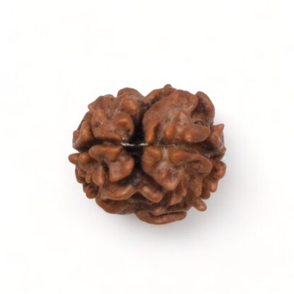 2-Mukhi-Rudraksha-Nepal-12-Back