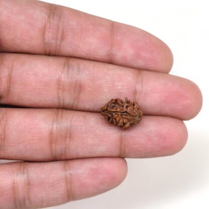 2-Mukhi-Rudraksha-Nepal-12-Hand