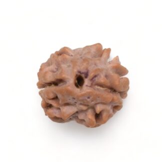 2-Mukhi-Rudraksha-Nepal-13