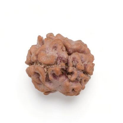 2-Mukhi-Rudraksha-Nepal-13-Back