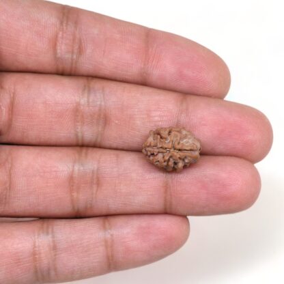 2-Mukhi-Rudraksha-Nepal-13-Hand