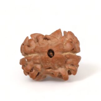 2-Mukhi-Rudraksha-Nepal-14