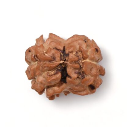 2-Mukhi-Rudraksha-Nepal-14-Back