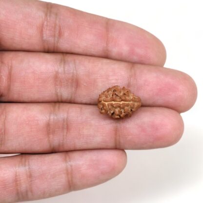 2-Mukhi-Rudraksha-Nepal-14-Hand