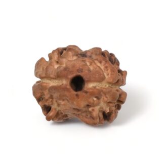 2-Mukhi-Rudraksha-Nepal-15