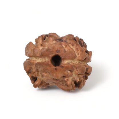 2-Mukhi-Rudraksha-Nepal-15