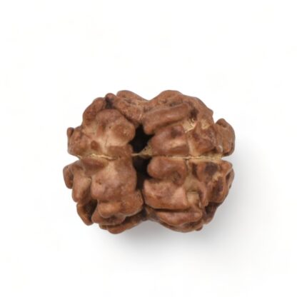 2-Mukhi-Rudraksha-Nepal-15-Back