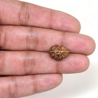 2-Mukhi-Rudraksha-Nepal-15-Hand