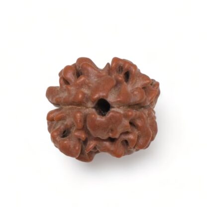 2-Mukhi-Rudraksha-Nepal-16