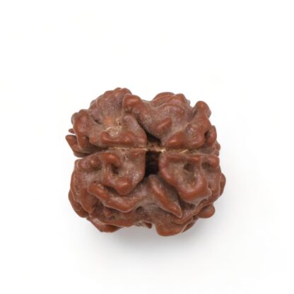 2-Mukhi-Rudraksha-Nepal-16-Back