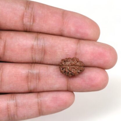 2-Mukhi-Rudraksha-Nepal-16-Hand