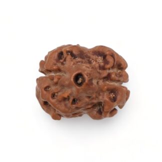 2-Mukhi-Rudraksha-Nepal-17