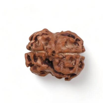 2-Mukhi-Rudraksha-Nepal-17-Back