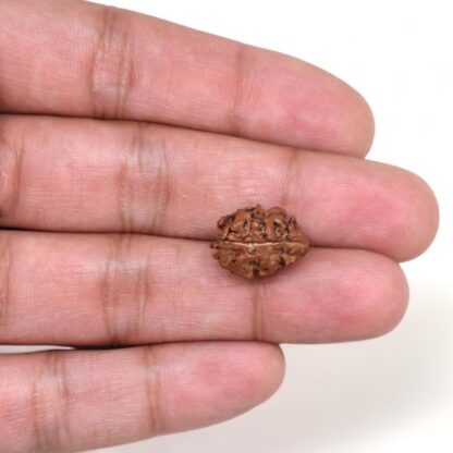 2-Mukhi-Rudraksha-Nepal-17-Hand