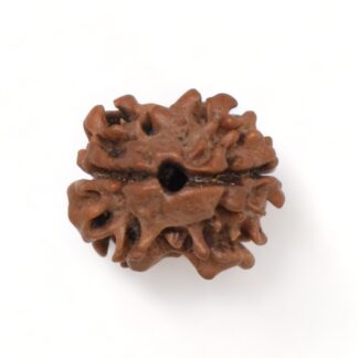 2-Mukhi-Rudraksha-Nepal-18