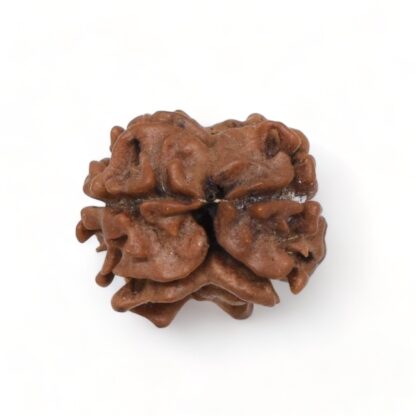 2-Mukhi-Rudraksha-Nepal-18-Back