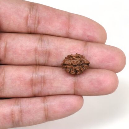 2-Mukhi-Rudraksha-Nepal-18-Hand