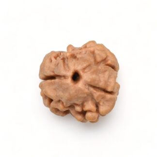 2-Mukhi-Rudraksha-Nepal-19