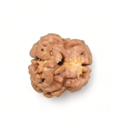 2-Mukhi-Rudraksha-Nepal-19-Back