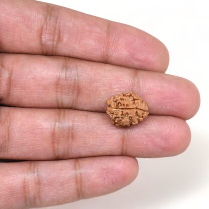 2-Mukhi-Rudraksha-Nepal-19-Hand