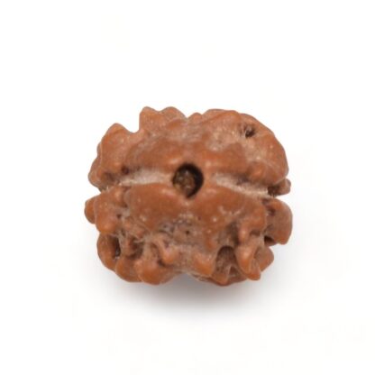 2-Mukhi-Rudraksha-Nepal-20