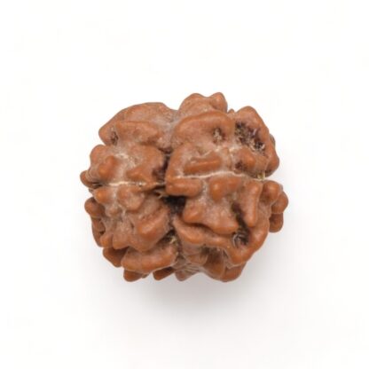 2-Mukhi-Rudraksha-Nepal-20-Back