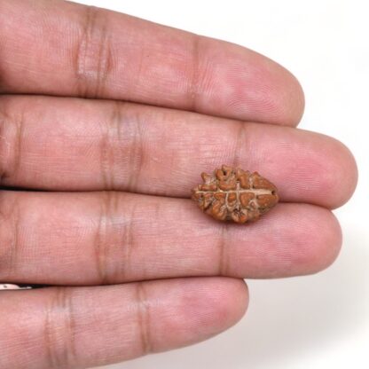 2-Mukhi-Rudraksha-Nepal-20-Hand