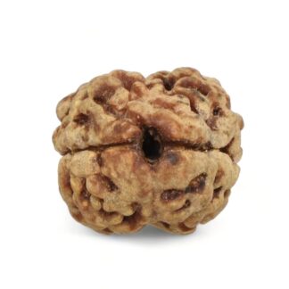 2-Mukhi-Rudraksha-Nepal-21