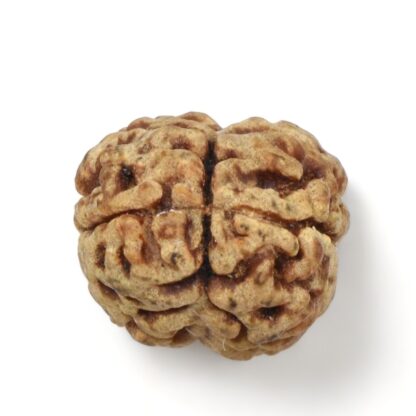 2-Mukhi-Rudraksha-Nepal-21