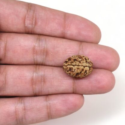 2-Mukhi-Rudraksha-Nepal-21-Hand