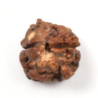 2-Mukhi-Rudraksha-Nepal-22