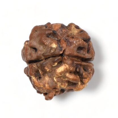 2-Mukhi-Rudraksha-Nepal-22-Back