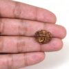 2-Mukhi-Rudraksha-Nepal-22-Hand