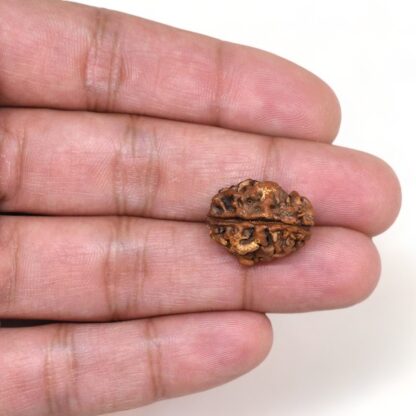 2-Mukhi-Rudraksha-Nepal-22-Hand