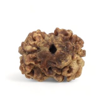 2-Mukhi-Rudraksha-Nepal-23