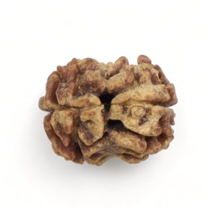 2-Mukhi-Rudraksha-Nepal-23-Back
