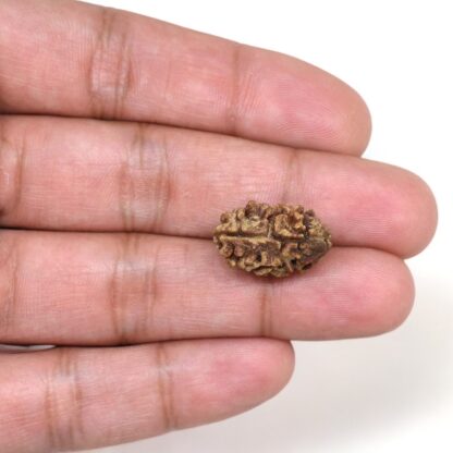 2-Mukhi-Rudraksha-Nepal-23-Hand