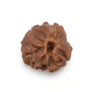 2-Mukhi-Rudraksha-Nepal-24