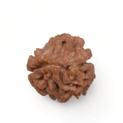 2-Mukhi-Rudraksha-Nepal-24-Back