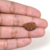 2-Mukhi-Rudraksha-Nepal-24-Hand