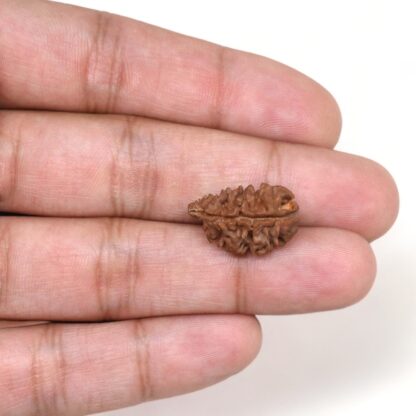 2-Mukhi-Rudraksha-Nepal-24-Hand