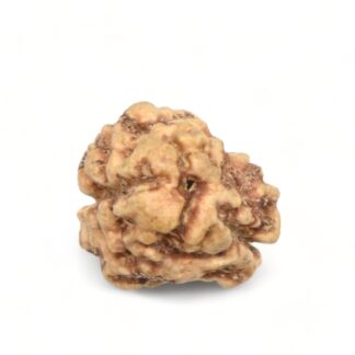 2-Mukhi-Rudraksha-Nepal-25