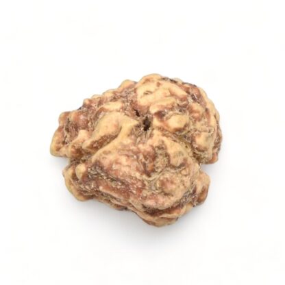 2-Mukhi-Rudraksha-Nepal-25-Back