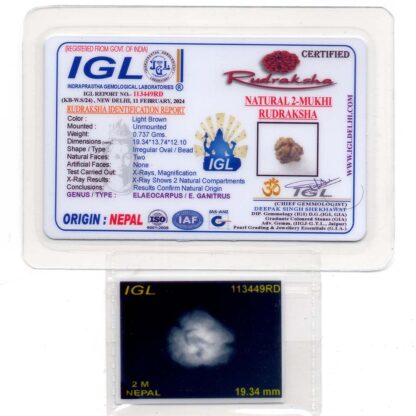 2-Mukhi-Rudraksha-Nepal-25-Certificate