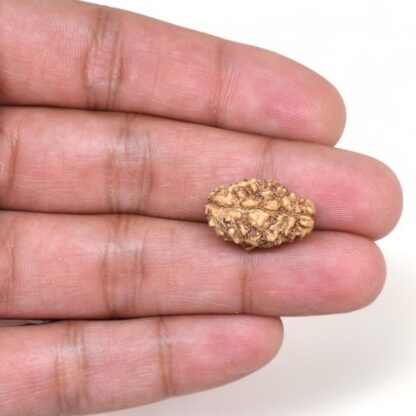 2-Mukhi-Rudraksha-Nepal-25-Hand