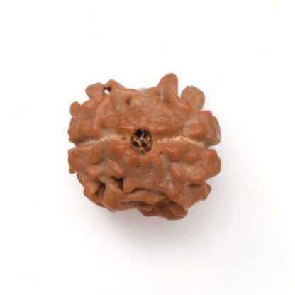 2-Mukhi-Rudraksha-Nepal-7