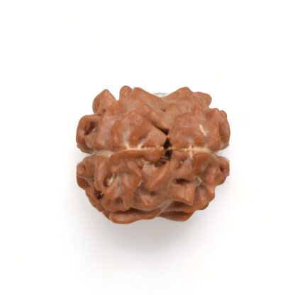 2-Mukhi-Rudraksha-Nepal-7-Back