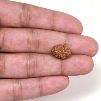 2-Mukhi-Rudraksha-Nepal-7-Hand