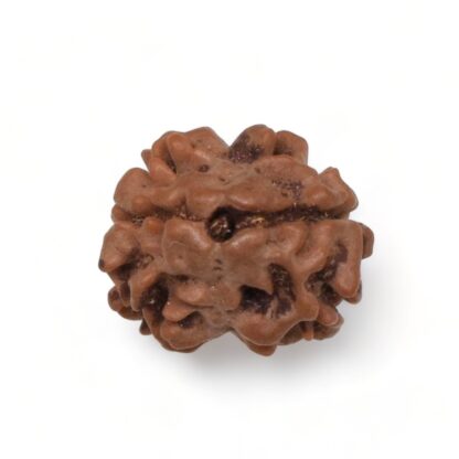 2-Mukhi-Rudraksha-Nepal-8